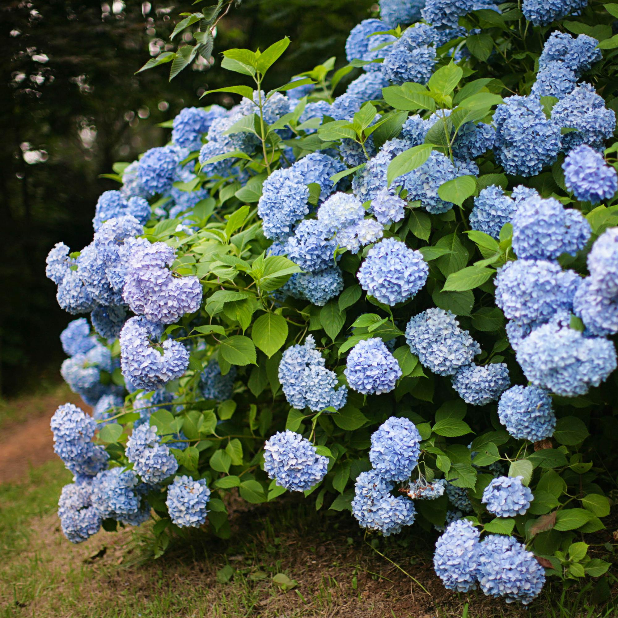 Hydrangea macrophylla Blauw - Hortensia - Winterhard - Blauw - 3 Planten - Pot 12cm - Hoogte Hoogte 20-30cm