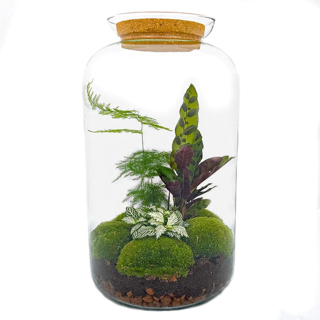 DIY Planten terrarium met licht - Sven XL Botanical - Ø 23 cm ↑ 43 cm - Rake + Shovel + Tweezer + Scissors