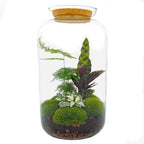 DIY Planten terrarium met licht - Sven XL Botanical - Ø 23 cm ↑ 43 cm - Rake + Shovel + Tweezer + Scissors