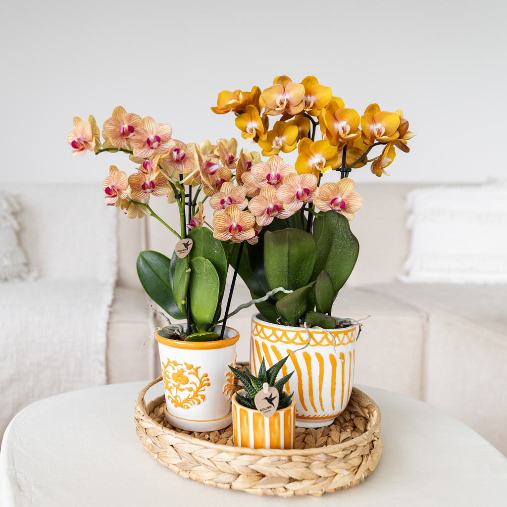 oranje Phalaenopsis orchidee potmaat Ø9cm | Jamaica | bloeiende kamerplant - vers van de kweker