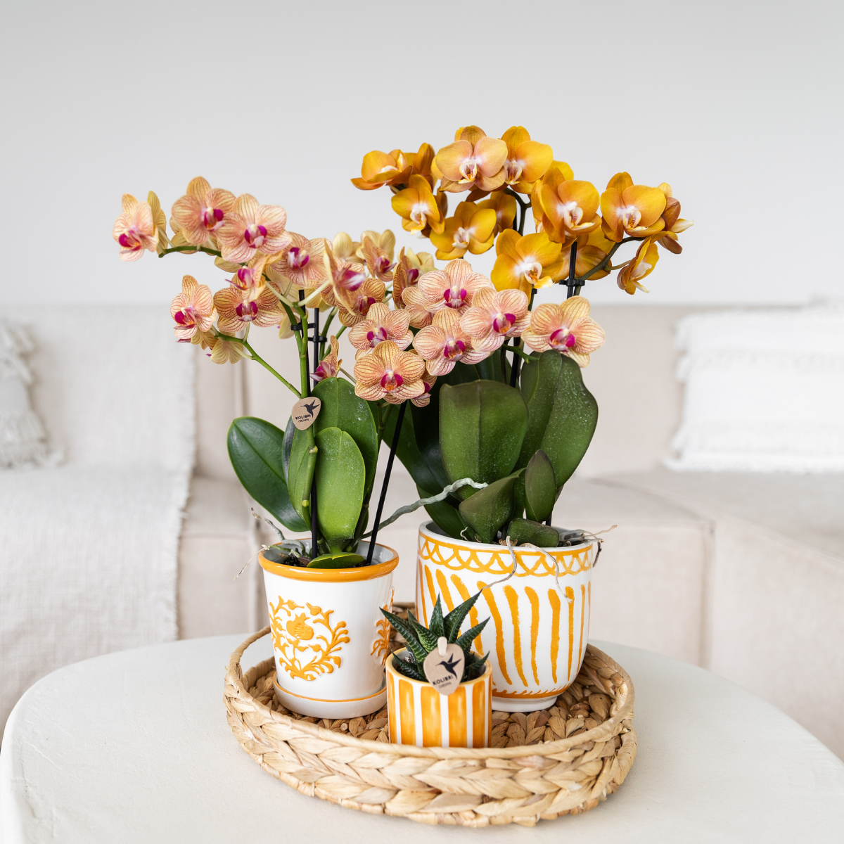 oranje Phalaenopsis orchidee potmaat Ø9cm | Jamaica | bloeiende kamerplant - vers van de kweker