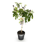 Plant op Stam - Ficus carica Little Miss Figgy - Terras Plant - Bladverliezend - Winterhard - Groene Vrucht - Pot 19cm Hoogte 90cm