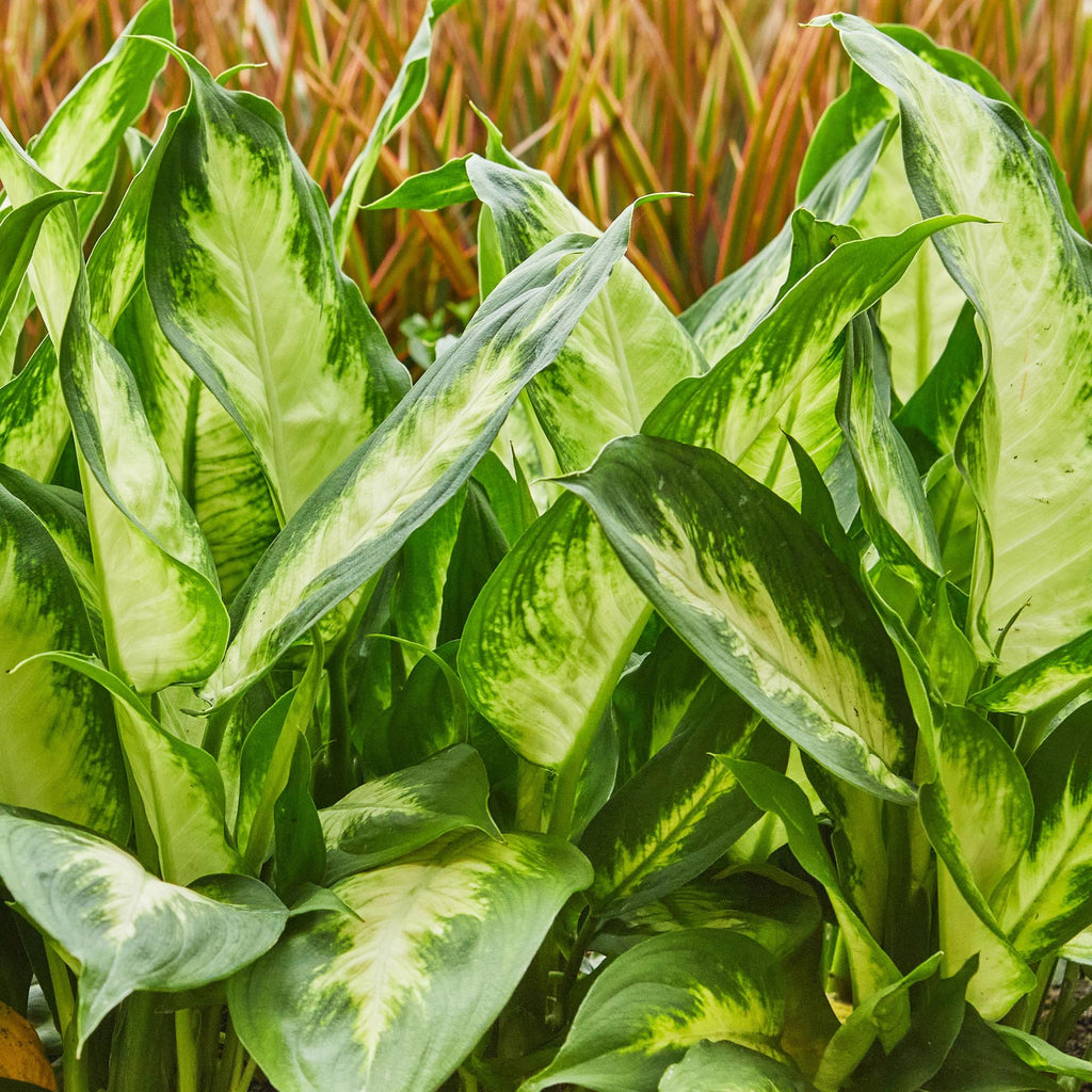Diefenbachia Camilla - Dieffenbachia - Weinig onderhoud - met mand - Groen - 1 Plant - Pot 17cm - Hoogte 45-50cm