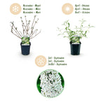 Tuinplant - 3x Buddleja davidii White Profusion - Vlinderstruik - Winterhard - Wit - 3 Planten - Pot 17cm - Hoogte 45cm