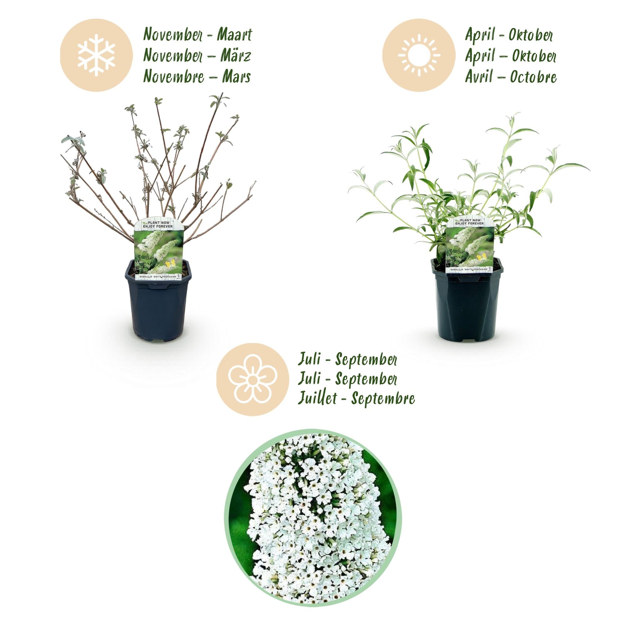 Tuinplant - 3x Buddleja davidii White Profusion - Vlinderstruik - Winterhard - Wit - 3 Planten - Pot 17cm - Hoogte 45cm