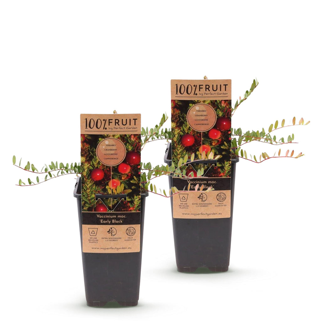 Fruitplant - 2x Vaccinium mac. Early Black - Cranberry - Winterhard - Blauwe Bes - 2 Planten - Pot 15cm - Hoogte 50cm