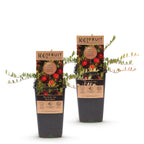 Fruitplant - 2x Vaccinium mac. Early Black - Cranberry - Winterhard - Blauwe Bes - 2 Planten - Pot 15cm - Hoogte 50cm