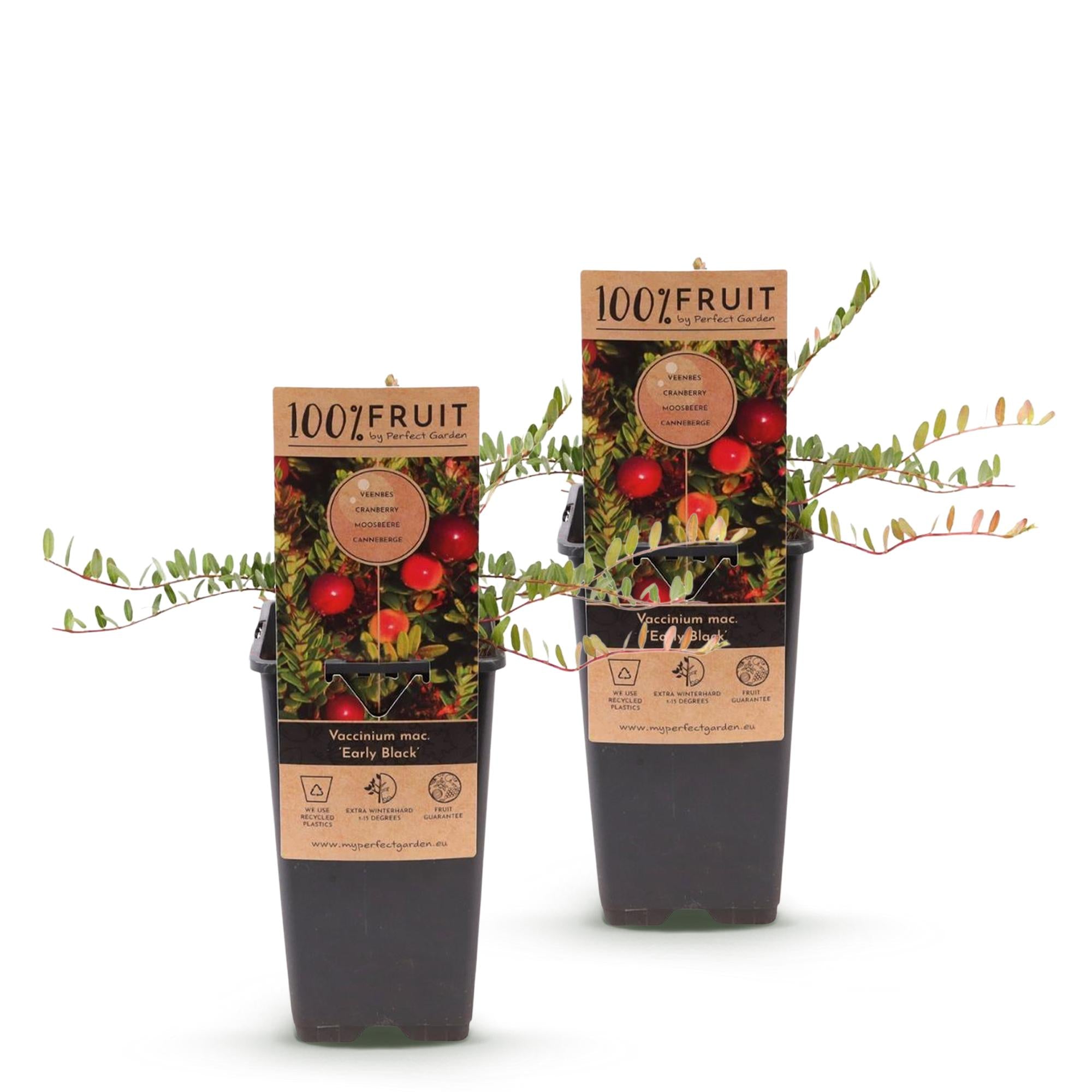 Fruitplant - 2x Vaccinium mac. Early Black - Cranberry - Winterhard - Blauwe Bes - 2 Planten - Pot 15cm - Hoogte 50cm