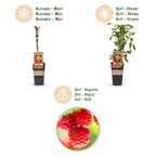 Fruitplant - 2xRubus idaeus Ottawa - Frambozenplant - Winterhard - Rode Framboos - 2 Planten - Pot 15cm - Hoogte 50cm