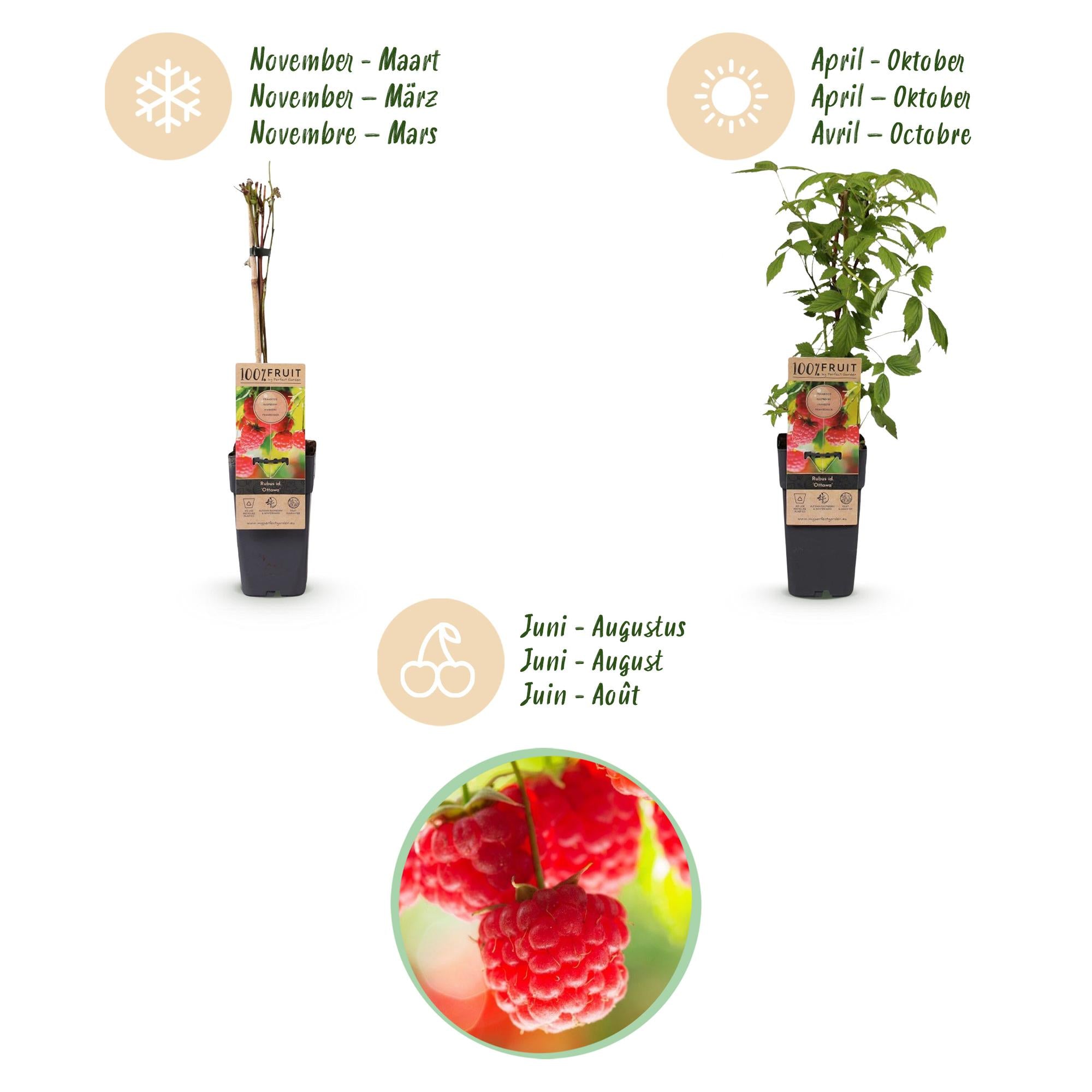 Fruitplant - 2xRubus idaeus Ottawa - Frambozenplant - Winterhard - Rode Framboos - 2 Planten - Pot 15cm - Hoogte 50cm