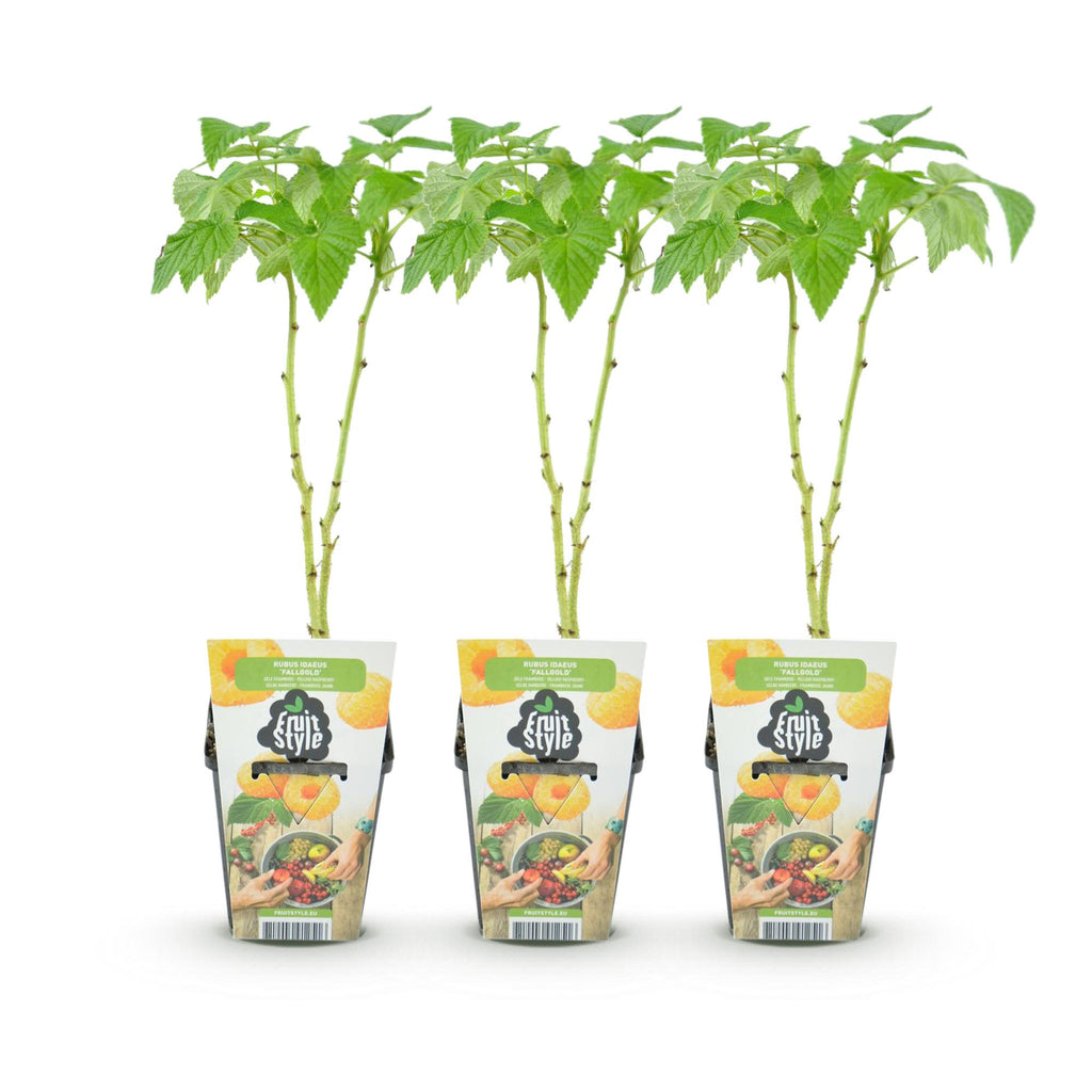 Fruitplanten - 3xFramboos - Rubus idaeus Fallgold - Winterhard - 3 Planten - Pot 9 cm - Gele Framboos