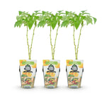 Fruitplanten - 3xFramboos - Rubus idaeus Fallgold - Winterhard - 3 Planten - Pot 9 cm - Gele Framboos