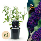 Tuinplant - 3xBuddleja davidii Black Night - Vlinderstruik - Winterhard - Paars - 3 Planten - Pot 17cm - Hoogte 45cm