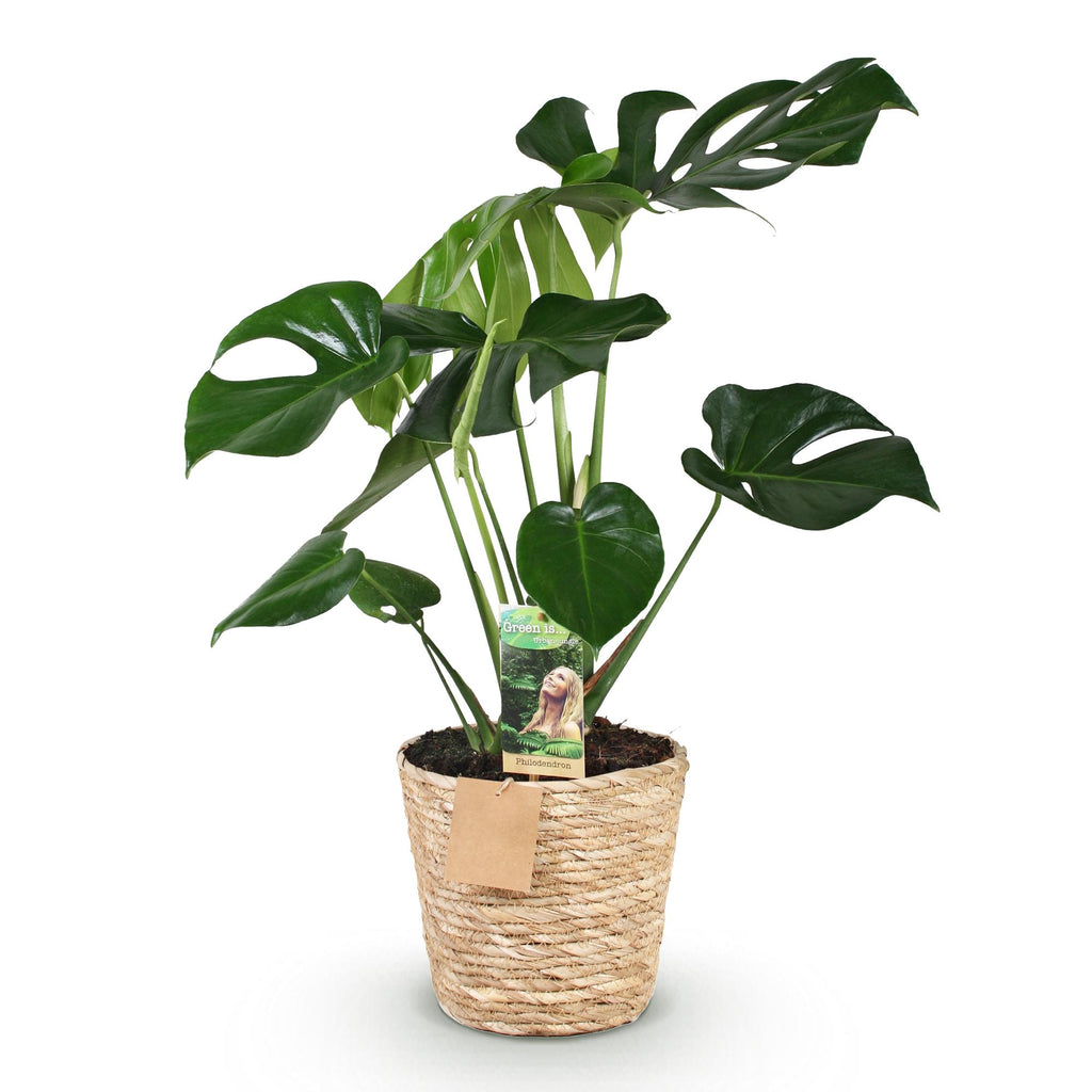 Monstera Deliciosa - Gatenplant - Weinig onderhoud - met mand - Groen - 1 Plant - Pot 21cm - Hoogte 70-80cm