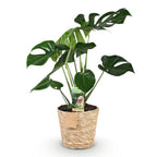 Monstera Deliciosa - Gatenplant - Weinig onderhoud - met mand - Groen - 1 Plant - Pot 21cm - Hoogte 70-80cm