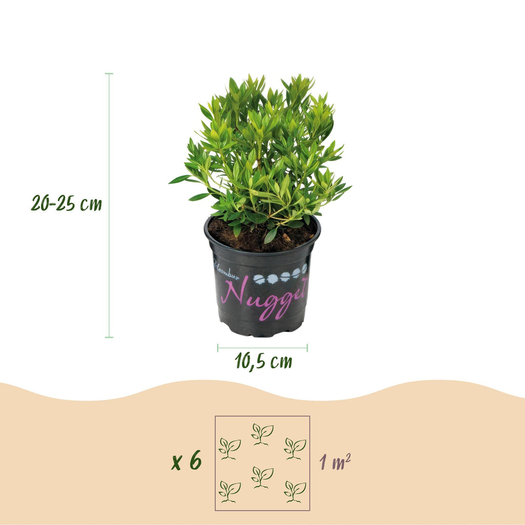 Dwerg Rhododendron - Rhododendron Bloombux Light Pink - Bloeiende Buxus - Weinig Onderhoud - Licht Roze Bloem - 1 Plant - Pot 10,5cm - Hoogte 20-25cm