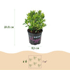 Dwerg Rhododendron - Rhododendron Bloombux Light Pink - Bloeiende Buxus - Weinig Onderhoud - Licht Roze Bloem - 1 Plant - Pot 10,5cm - Hoogte 20-25cm