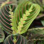Maranta Fascinator Tricolour - Gebedsplant - Huisdiervriendelijke Plant - Groen - 1 Plant - met Mand - Pot 12cm - Hoogte 25cm
