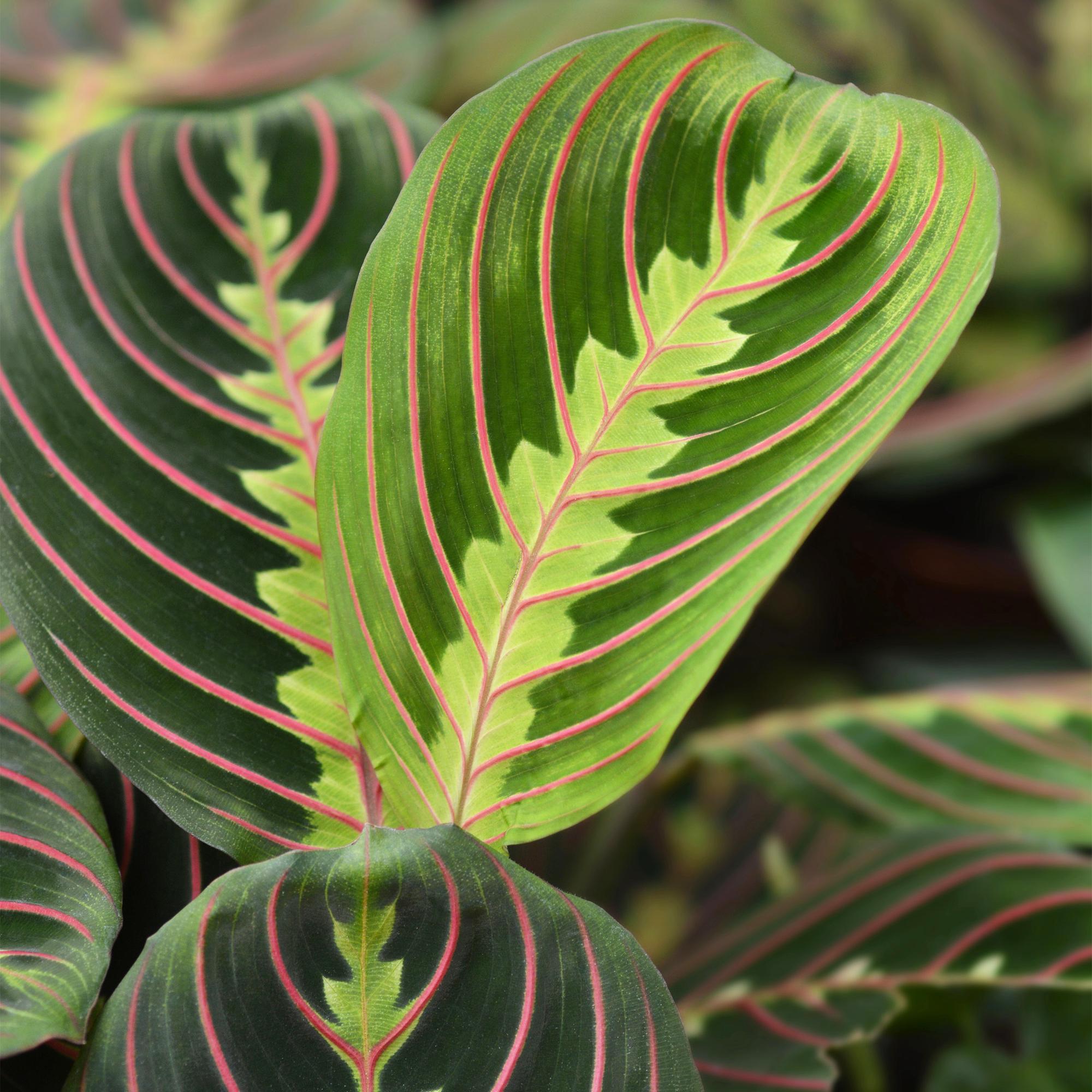 Maranta Fascinator Tricolour - Gebedsplant - Huisdiervriendelijke Plant - Groen - 1 Plant - met Mand - Pot 12cm - Hoogte 25cm