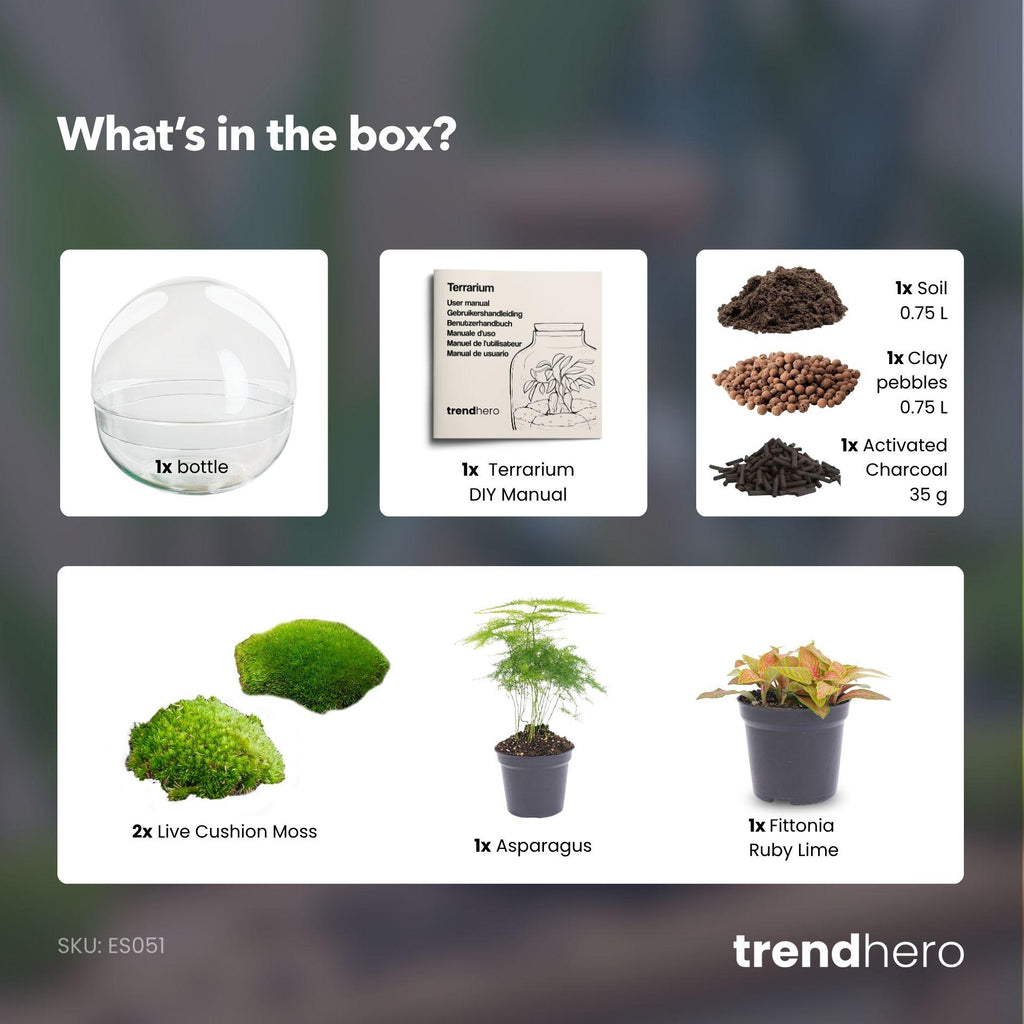 DIY Planten terrarium tweedelig bolglas - Dome Red - Ø 20 cm ↑ 20 cm   - Normal