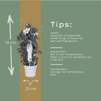 Clematis Double Up Barnadine + Masa 23cm