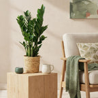 Zamioculcas 2STUKS - ZZ-plant - Weinig onderhoud - Groen - 2 Planten - Pot 17cm - Hoogte 65-75cm