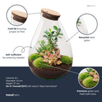 DIY Planten terrarium - Drop XL Bonsai 'red' - Ø 24 cm ↑ 37 cm - No tools