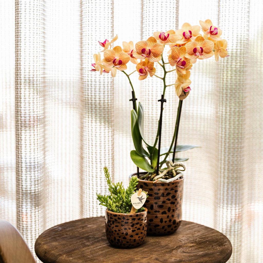 oranje Phalaenopsis orchidee potmaat Ø9cm | Jamaica | bloeiende kamerplant - vers van de kweker