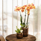 oranje Phalaenopsis orchidee potmaat Ø9cm | Jamaica | bloeiende kamerplant - vers van de kweker