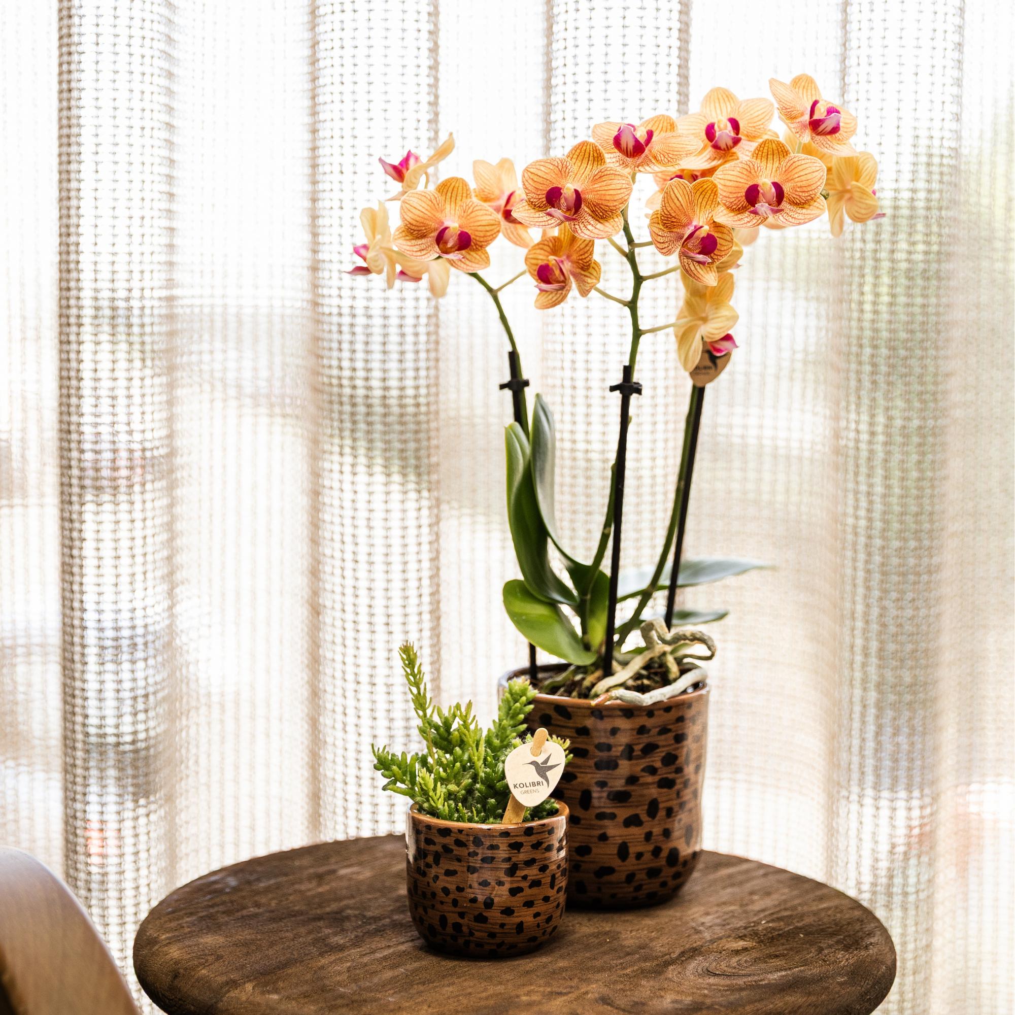 oranje Phalaenopsis orchidee potmaat Ø9cm | Jamaica | bloeiende kamerplant - vers van de kweker