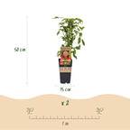 Fruitplant - 2xRubus idaeus Ottawa - Frambozenplant - Winterhard - Rode Framboos - 2 Planten - Pot 15cm - Hoogte 50cm