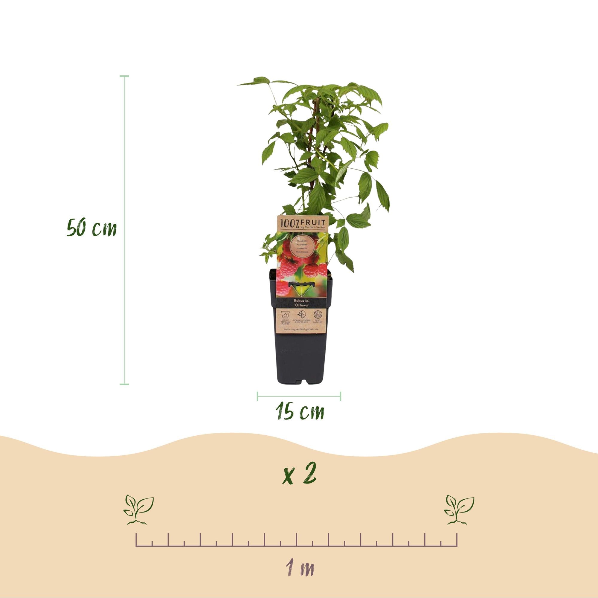 Fruitplant - 2xRubus idaeus Ottawa - Frambozenplant - Winterhard - Rode Framboos - 2 Planten - Pot 15cm - Hoogte 50cm