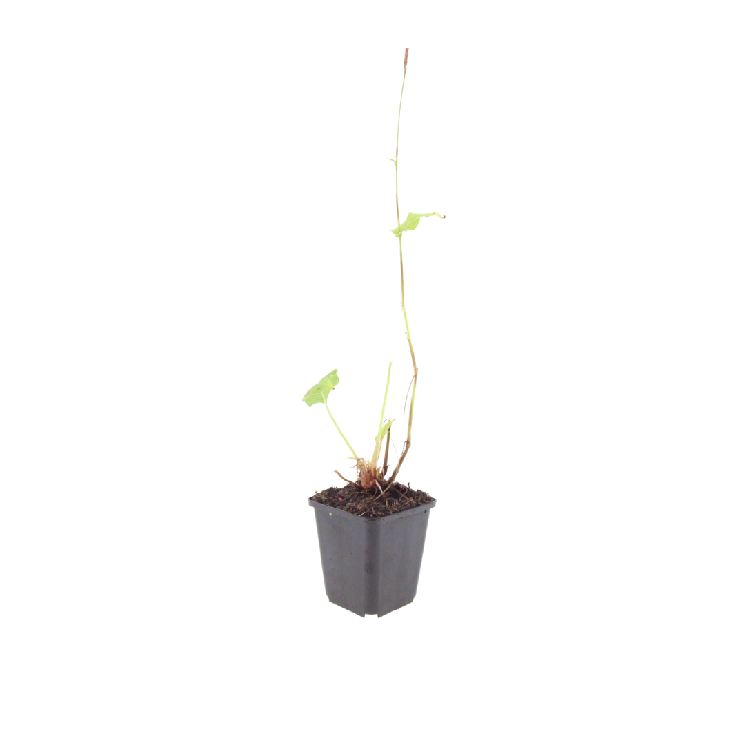 6x Persicaria a. 'Alba' - ↕10-25cm - Ø9cm