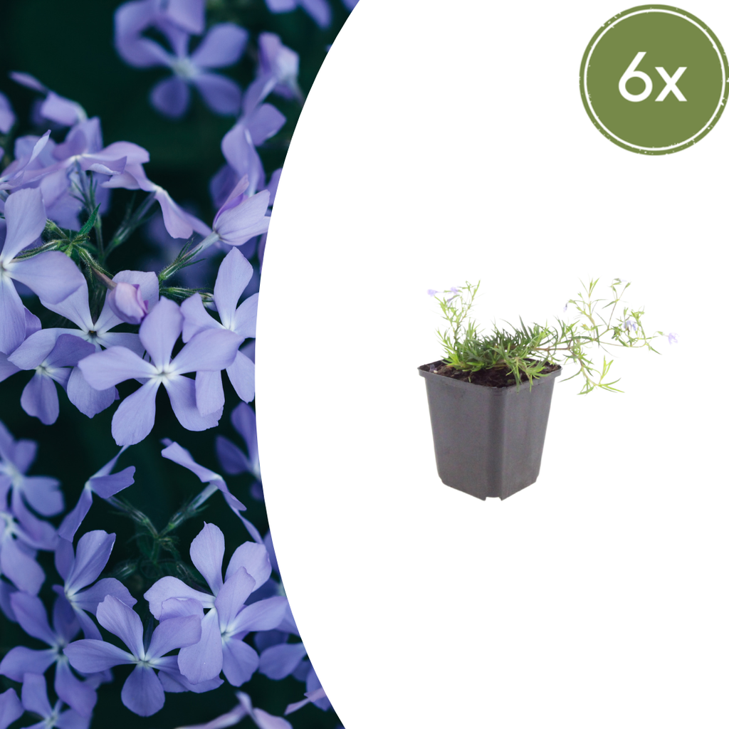 6x Phlox (S) 'Emerald Cushion Blue'- ↕10-25cm - Ø9cm