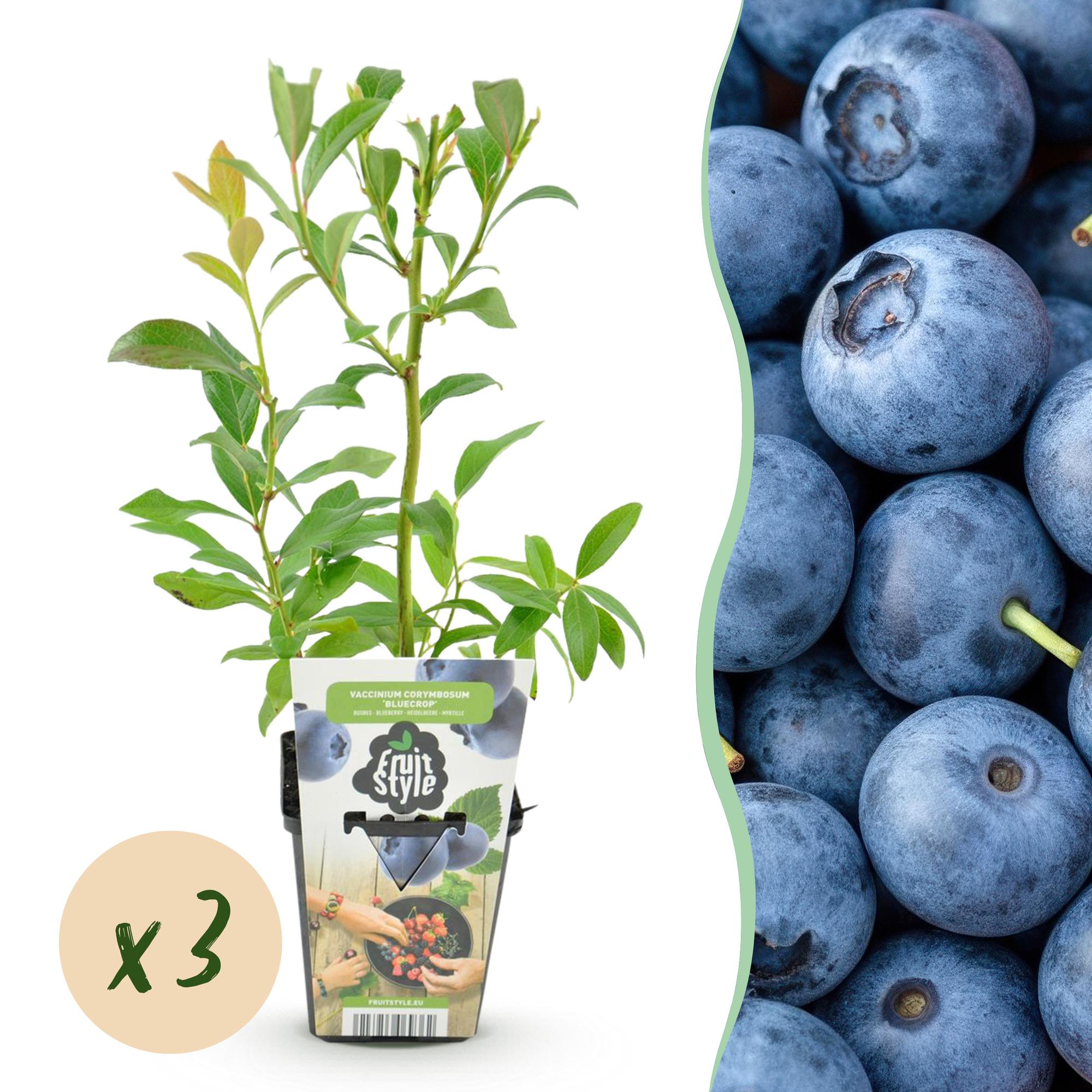 Fruitplanten - Blauwe Bes - Vaccinium corymbossum Bluecrop - Winterhard - 3 Planten - Pot 9 cm - Blauwe Bes